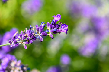 Blossom of a lavender (Lavandula Angustifolia) in the sunshine with a green and purple bokeh in the background.