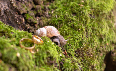 wedding rings newlyweds in the nature, lie on the moss next to the snail.