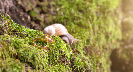 wedding rings newlyweds in the nature, lie on the moss next to the snail.
