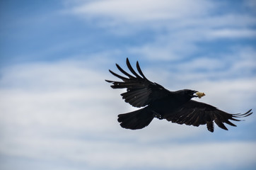 Crow flying in the sky of Virginia