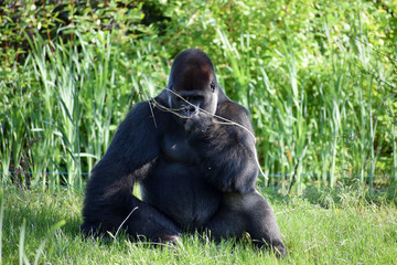 Gorilla male zoo