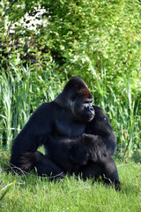 Gorilla male zoo