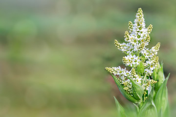 Veratrum album is a poisonous medicinal plant of the Liliaceae or Melanthiaceae. It is native to Europe and parts of western Asia. Space for text. Treatment plant