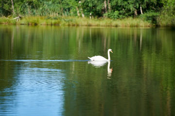 Naklejka na ściany i meble White swan swimming alone on a lake