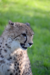 Young cheetah wild animal