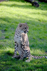 Young cheetah wild animal