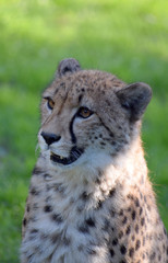 Young cheetah wild animal