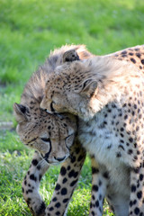 Young cheetah wild animal