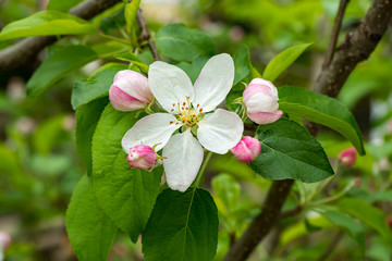 Close up cherry flower with green leaves