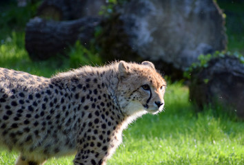 Young cheetah wild animal