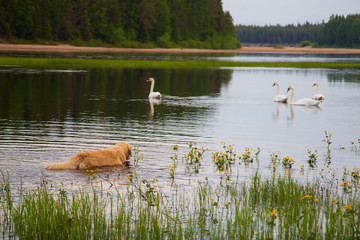 Wild white swans and a dog on the river.