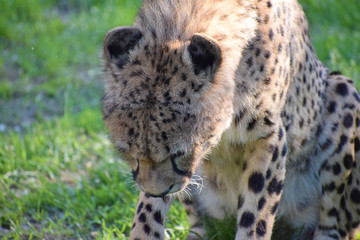 Young cheetah wild animal