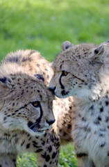 Young cheetah wild animal