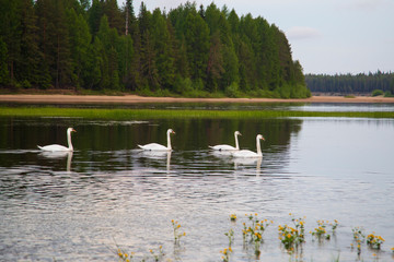 Wild white swans on the river.