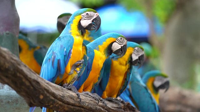 Group of colorful macaw on tree branches