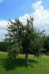 old  APPLE-TREE