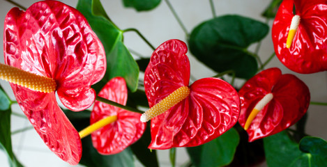 Anthurium flowers banner.