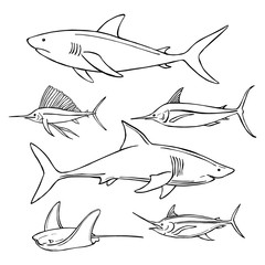 Hand drawn sea fish. Sharks. Vector sketch  illustration.