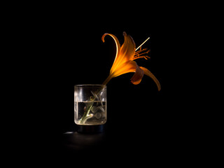 flower lily background black