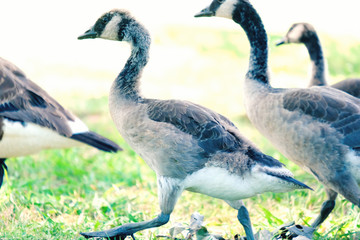 Group of gosling geese walking through park grass, shows goose bird close up in nature.