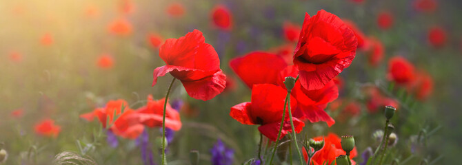 Fototapeta na wymiar Beautiful field of red poppies in the sunset light. Ukraine, Crimea. Space for text