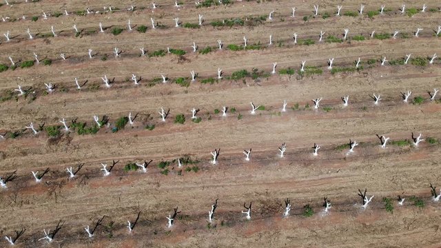 rows of fruit trees citrus plantation regeneration view from        above