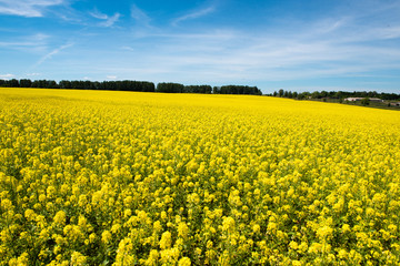 Fototapeta premium Amazing bright colorful spring and summer landscape for wallpaper. Yellow field of blooming canola and old farm against blue sky with clouds. Natural landscape background with copy space, Europe
