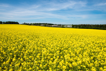 Fototapeta premium Amazing bright colorful spring and summer landscape for wallpaper. Yellow field of blooming canola and old farm against blue sky with clouds. Natural landscape background with copy space, Europe