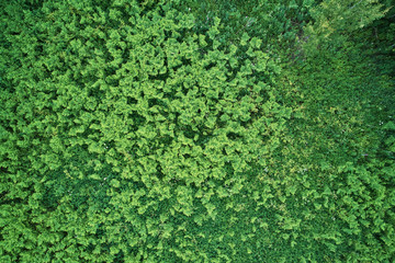 Ferns removed from the drone. The view from the top. Beautiful green background