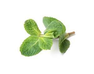 Twig of fresh mint isolated on white