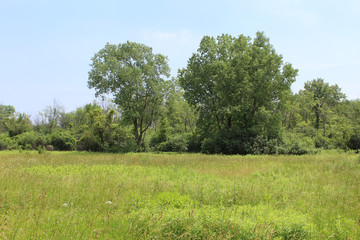 Fototapeta na wymiar Meadow with cottonwood trees at Camp Pine Woods in Des Plaines, Illinois, a former German prisoner of war camp