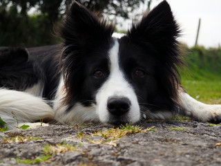 Fototapeta premium A border collie lying down watching carefully prepared to intervene