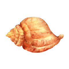 Realistic seashell on white background.