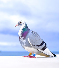 A homing pigeon / a messenger pigeon  (Columba livia domestica)  - close up portrait.