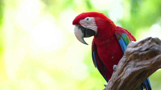 Group of colorful macaw on tree branches