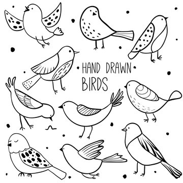 Collection of cute hand drawn birds