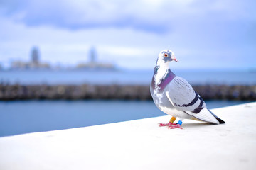 A messenger pigeon (Columba livia domestica) ready to fly.