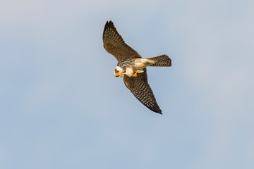 Ein weiblicher Rotfußfalke von unten bei blauem Himmel