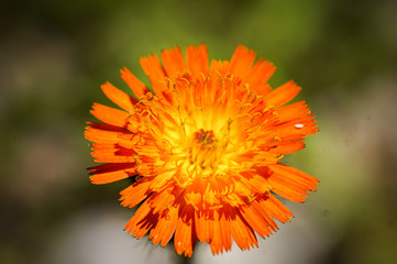 Orange Flower