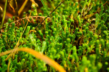 Moss in the forest