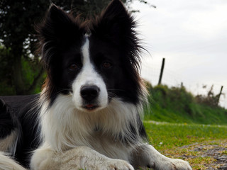 Beautiful two-color border collie lying in a meadow observes attentive waiting for orders