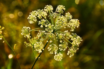  Raindrops on the grass