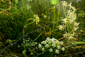  Raindrops on the grass