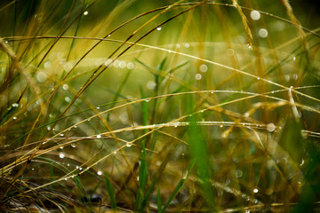  Raindrops on grass, bokeh
