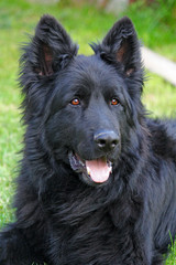 Black German Shepard dog in a garden