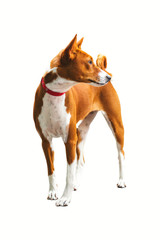 Basenji is a quiet African dog, full of grace and grace. A dog that is silent