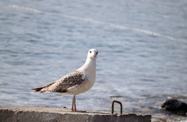 seagull walks on the seashore