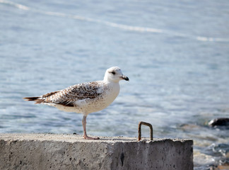 seagull walks on the seashore