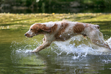 Russian hunting spaniel dog on the hunt in motion in the water on the river