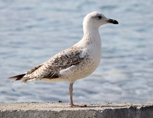 seagull walks on the seashore